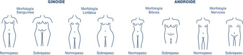 Morfología corporal